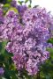 Люляк Аметист, Syringa Amethyst, снимка 1 - Градински цветя и растения - 39732719