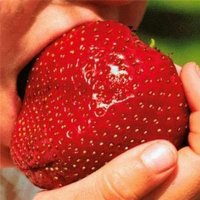 100 гигантски ягодови семена от плод ягода ягоди органични плодови ягодови семена от вкусни ягоди от, снимка 2 - Сортови семена и луковици - 27610133