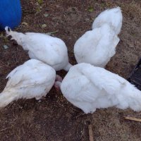 броилерни пуики, снимка 4 - Кокошки и пуйки - 43186735