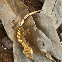 Цилиатус / Ресничестият бананояден гекон / Correlophus ciliatus, снимка 5 - Гекон - 42172388