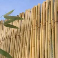 Семена от гигантски бамбук Moso Bambo градински сертифицирани декоративни растения за дома и двора б, снимка 15 - Разсади - 38062500
