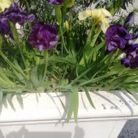 Продавам цветя Ириси, ниски, жълти и тъмно сини, снимка 8 - Разсади - 36896575