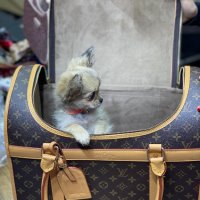 Louis vuitton чанта за куче, снимка 3 - Чанти - 38550785