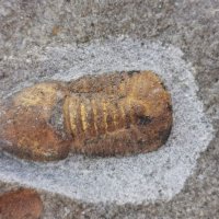 Фосил на Cyclopyge Sibilla - Палеозойска ера, снимка 2 - Колекции - 37910660