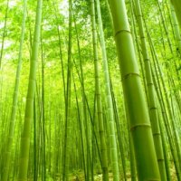 Висококачествени Семена бамбук Moso Bambo градински сертифицирани декоративни растения за дома и дво, снимка 17 - Градински цветя и растения - 38062874