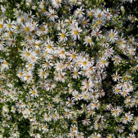 💕 💕 ​💕​ Страхотно декоративно цвете Звездовидна Метличина👀 👌, снимка 2 - Градински цветя и растения - 38457832