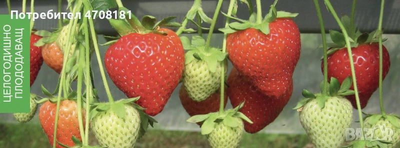 Продавам разсад корени целогодишни сортове Портола Аромас Сан Андреас , снимка 1