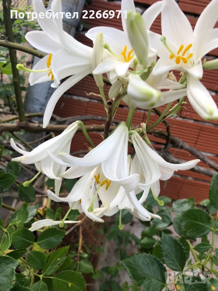 Бял и оранжев крем, снимка 1