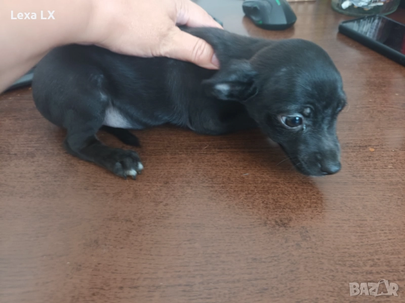 Кученцe пинчер, снимка 1