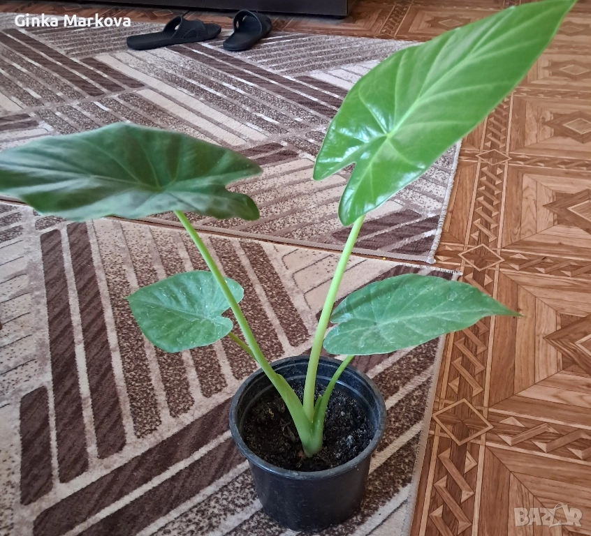 Трилистник - 11,99лв., снимка 1