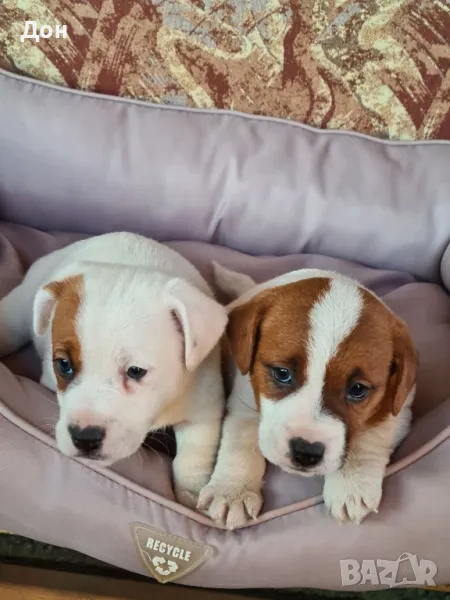 Джак Ръсел Териер ❤️❤️💙, снимка 1