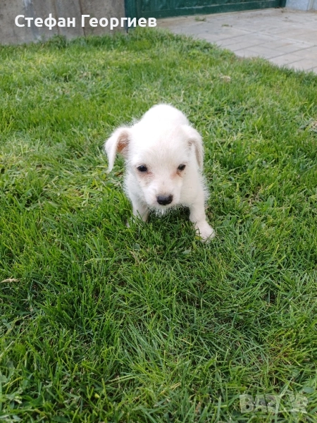 болонка , снимка 1