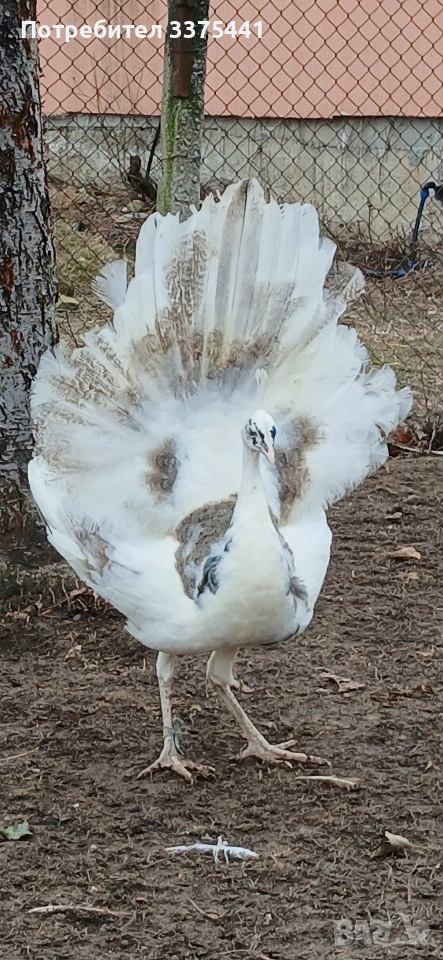 продавам пауни Сребърни ,арлекини ,индийски и Бели , снимка 1