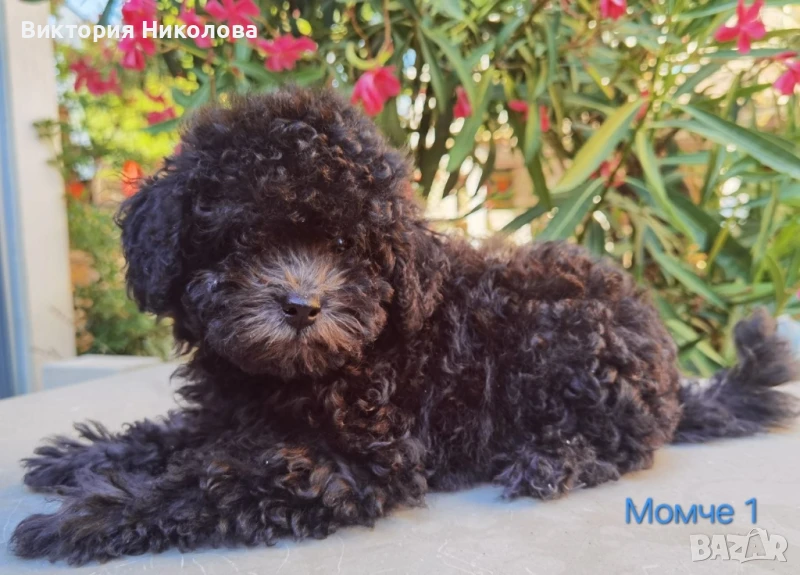 Той пудел Сив , снимка 1