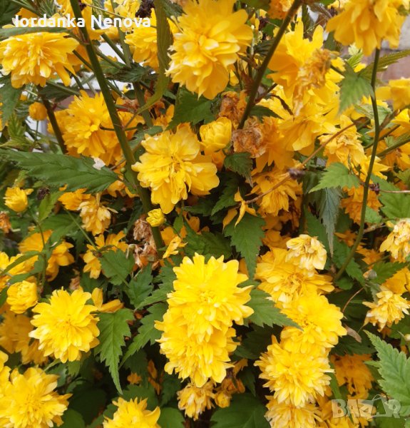 Керия, снимка 1