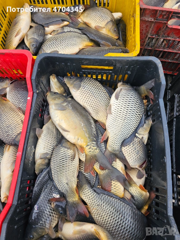 Зарибителен материал , снимка 1