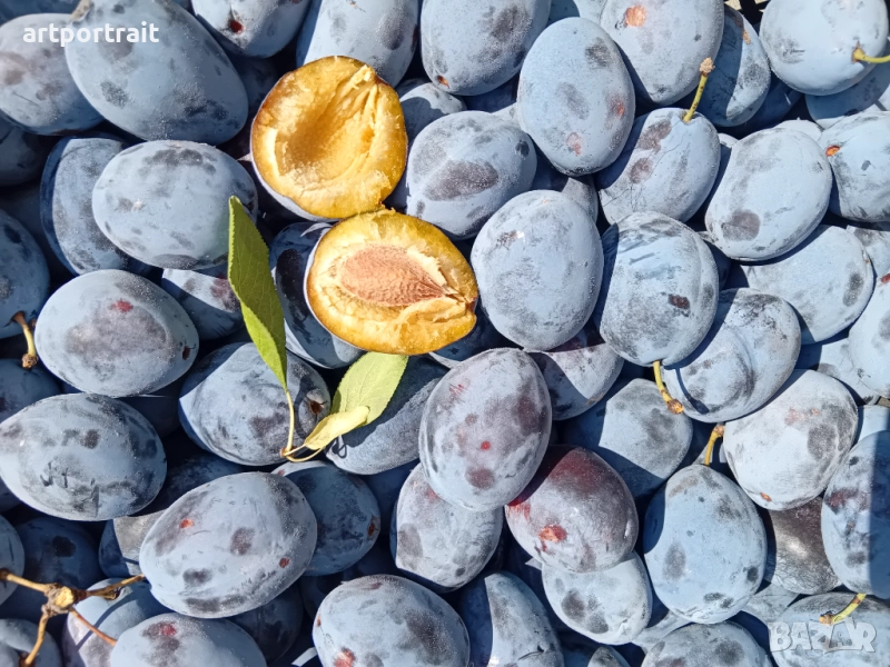 Сливи за ракия, снимка 1