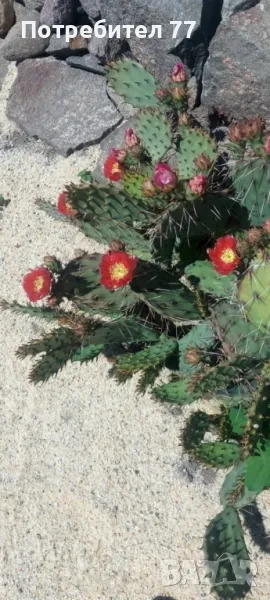 Различни видове студоустойчиви кактуси, снимка 1