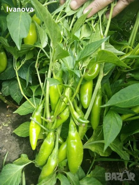 Предлагам всички видове разсад  , снимка 1