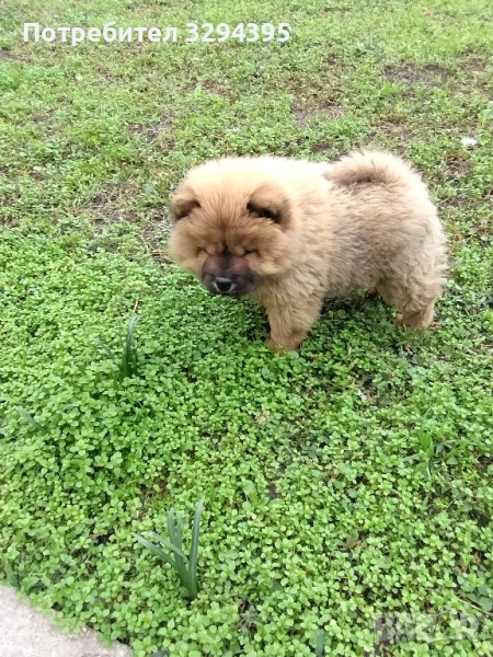 чау чау, снимка 1