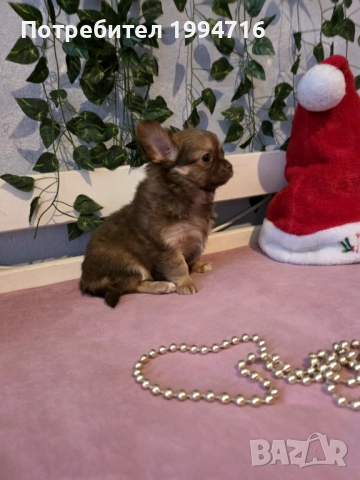 Чихуахуа мъжки , снимка 2 - Чихуахуа - 52917041