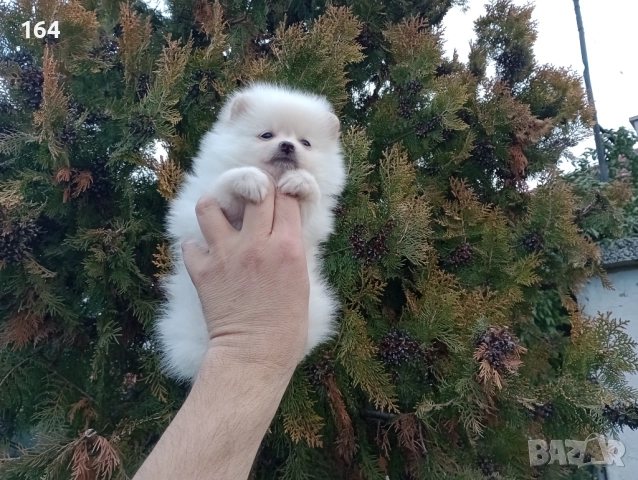 Момиченца. Померани. Реални снимки от 22.12.25 г., снимка 8 - Померан - 52850850