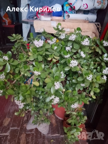 Дървото на живота-цвете