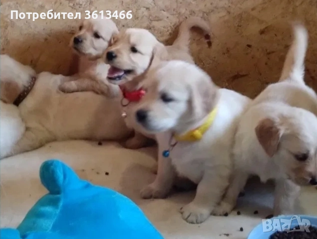 Чистокръвни Голдън ретривър мъжки и женски мъжки и женски, снимка 3 - Голдън ретривър - 53374947