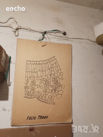 Ботанически растения плакати , снимка 4 - Антикварни и старинни предмети - 40667557