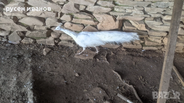 пауни млади и работещи, снимка 3 - други­ - 52804470