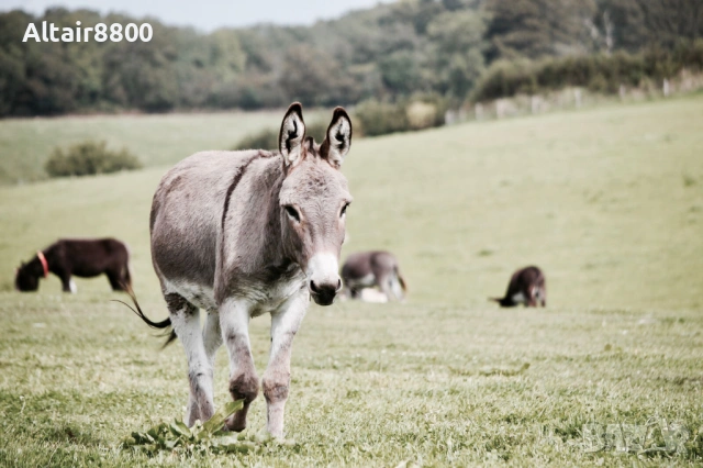 Canon 55-250mm f/4.5-5.6 IS EF обектив Канон, снимка 5 - Обективи и филтри - 53014238