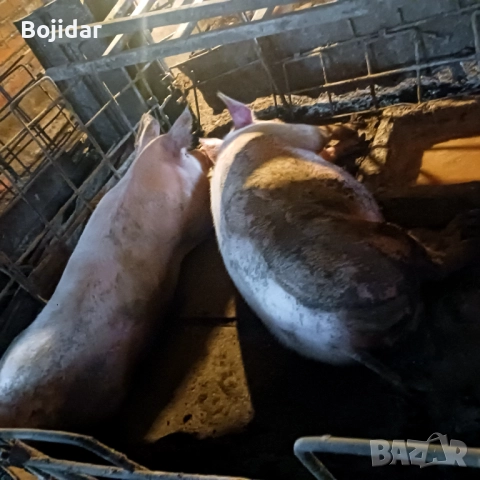 Прасета домашно отгледани, снимка 2 - Прасета - 52663591