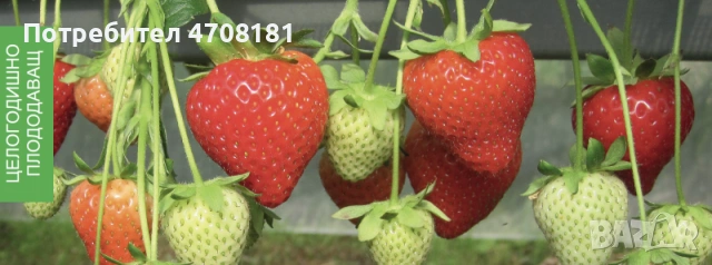 Продавам разсад корени целогодишни сортове Портола Аромас Сан Андреас 