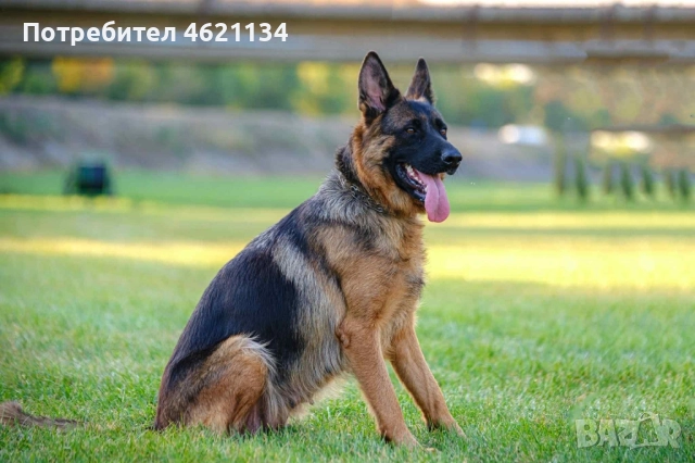 Родословна немска овчарка, снимка 3 - Немска овчарка - 52433298