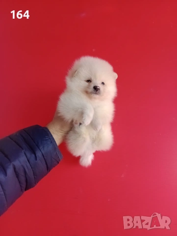 Прекрасен избор на Померанчета. Мъжки и женски Померани. Реални снимки от 12.01.26 г., снимка 14 - Померан - 53027724