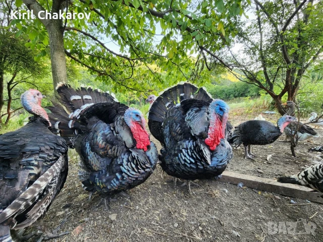 Пуйки,Пуяци и Пуйчета., снимка 3 - Кокошки и пуйки - 50479571