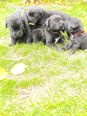 Кане Корсо кученца, снимка 6 - Кане корсо - 52353371