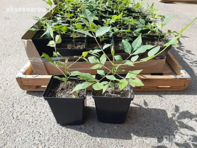 Продавам фиданки от медоносното дърво на пчеларя Еводия Даниели разсад дръвчета Еводиа за медосбор, снимка 7 - Разсади - 49271516