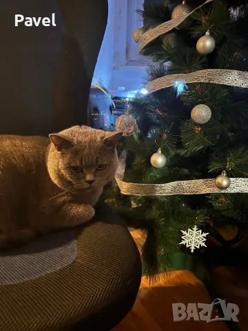 Благороден син британец търси подходяща дама, снимка 7 - Търси партньор - 46957445