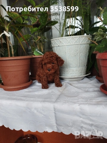 Той Пудел., снимка 2 - Пудели - 53365753