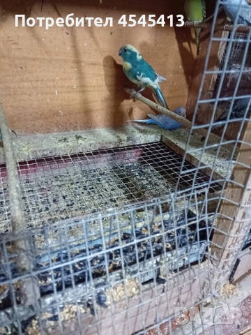 Папагали вълнисти, корели и какарики Смеещи се гугутки, снимка 4 - Папагали - 52896846