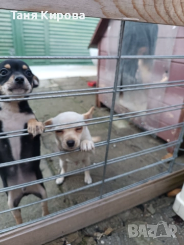 Малки пинчерчета, снимка 2 - Пинчер - 52975157