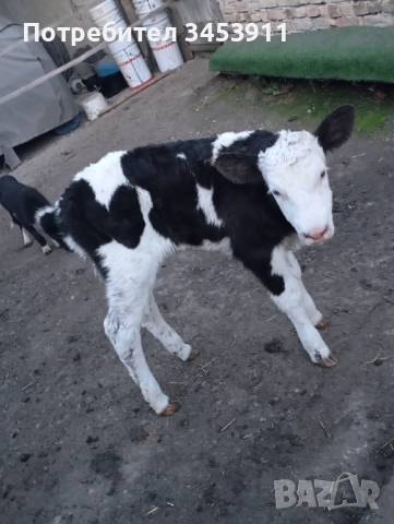 Месодайни мъжки и женски, снимка 2 - Крави - 52438817