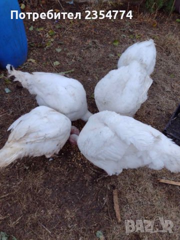 броилерни пуики, снимка 4 - Кокошки и пуйки - 43186735