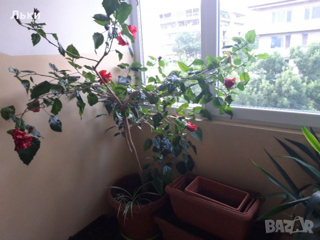 Декоративни растения малки и големи, снимка 8 - Стайни растения - 31702916