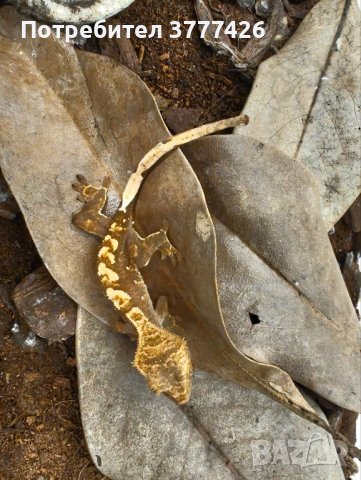 Цилиатус / Ресничестият бананояден гекон / Correlophus ciliatus, снимка 5 - Гекон - 42172388