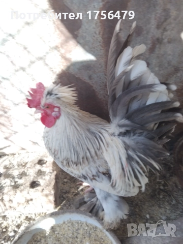 Петлета бреговски