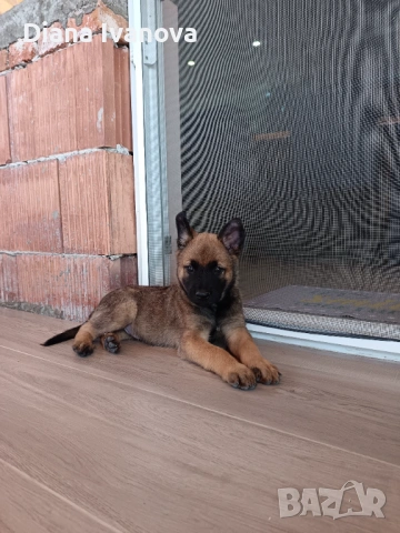 Подарявам Белгийска овчарка на 8 месеца , снимка 11 - Белгийска овчарка - 53276385