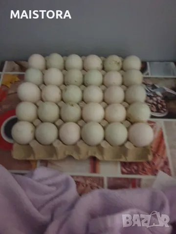 яйца от кокошки Легбар и пекински патици юрдечки, снимка 8 - Кокошки и пуйки - 46476827