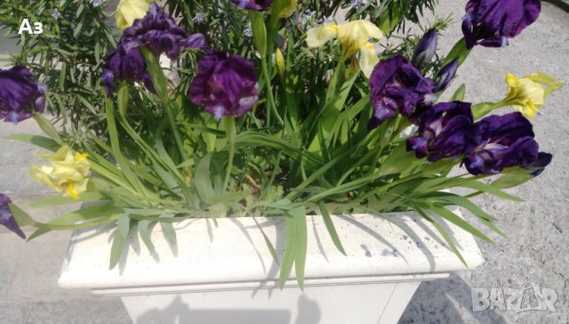 Продавам цветя Ириси, ниски, жълти и тъмно сини, снимка 8 - Разсади - 36896575